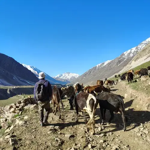 Cattle grazing in Mud