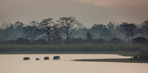 Kaziranga national park