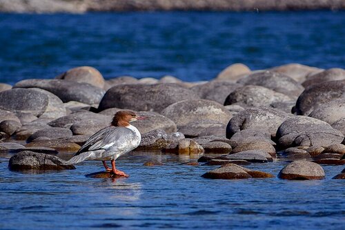 Nameri National Park